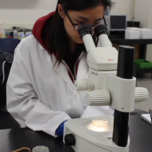 Image of student looking through microscope.