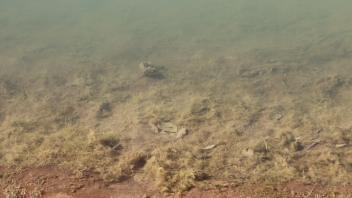 Ecology for Anglers