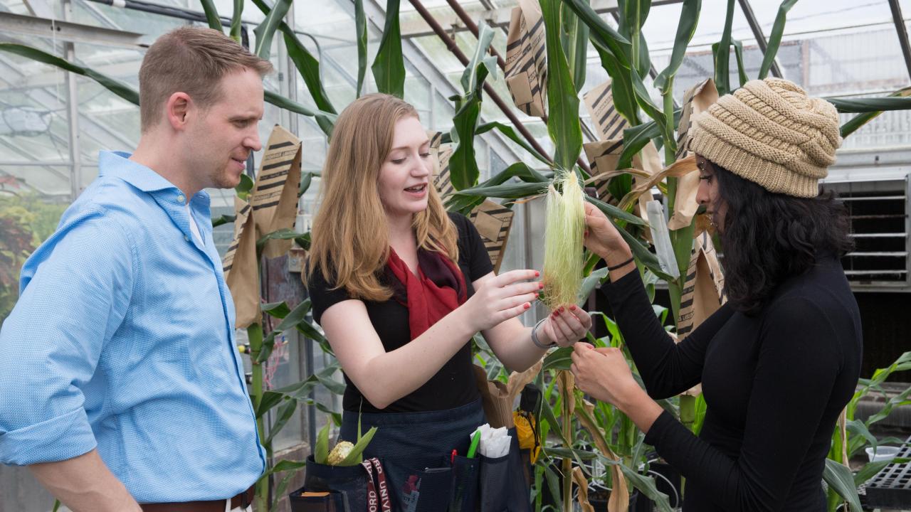 Professor Zerbe stands with lab members Katie Murphy and Prema Karunanithi. Not pictured is lab member Kyle Pelot, who did much of the Zerbe Lab's previous work on switchgrass. Photo: David Slipher UC Davis Professor Zerbe stands with lab members Katie Murphy and Prema Karunanithi. Not pictured is lab member Kyle Pelot, who did much of the Zerbe Lab's previous work on switchgrass. Photo: David Slipher