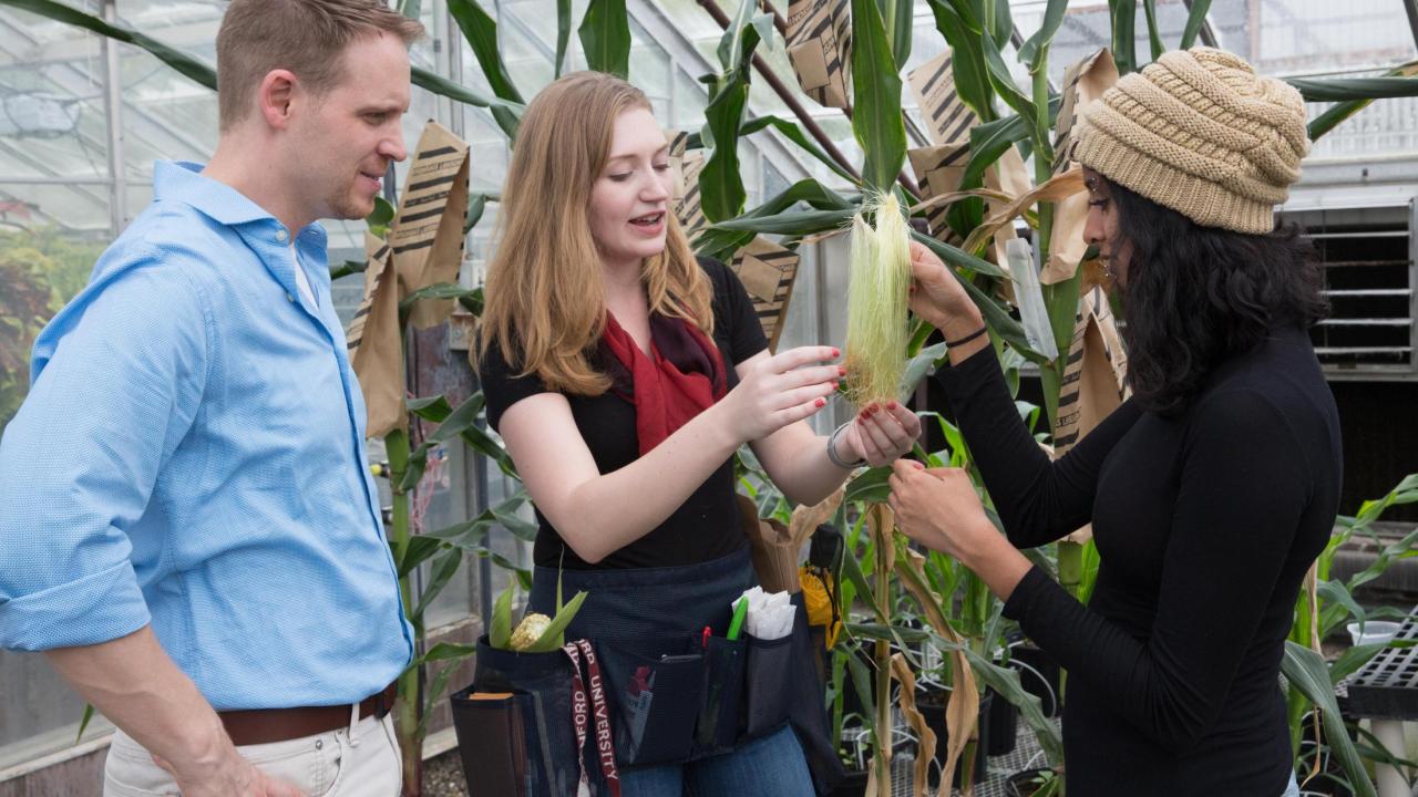 UC Davis Professor Zerbe stands with lab members Katie Murphy and Prema Karunanithi. Not pictured is lab member Kyle Pelot, who did much of the Zerbe Lab's previous work on switchgrass. Photo: David Slipher